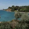 Par exemple, il prend une forme **buissonnante** dans les zones exposées aux vents ou aux embruns.