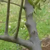 L'**écorce** de l'Olivier est **grise et lisse** quand il est jeune.