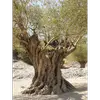 Cette écorce épaisse protège l'arbre contre la chaleur et la perte d'eau.