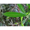 Les **feuilles** de l'Olivier sont **longues et étroites**, mesurant environ **8 x 2 centimètres**.