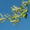 Le dessus de la feuille est d'un **vert foncé luisant**, tandis que le dessous est **argenté et légèrement duveteux**.