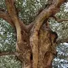 En cas de sécheresse, les feuilles peuvent perdre jusqu'à **60% de leur eau**, réduisant fortement la photosynthèse pour économiser l'eau et assurer la survie de l'arbre.