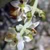 Les **fleurs** de l'Olivier sont **blanc-jaune** et légèrement **odorantes**.