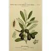 Les olives contiennent un **noyau très dur** et osseux, formé d'une enveloppe (endocarpe) contenant une graine pouvant produire un nouvel olivier sous conditions favorables.