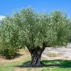 L'Olivier est principalement présent sur le **littoral méditerranéen**, incluant des pays comme l'**Espagne**, l'**Italie**, la **Grèce**, la **Tunisie** et le **Maroc**.