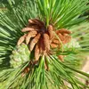 La **floraison** se produit principalement en **mai**, avec une pollinisation de mai à juin.