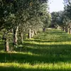 Il est cultivé aussi bien **en plantations** qu'à l'**état sauvage** dans ces régions.