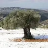 Il est aussi fréquemment planté dans les **jardins**, mais craint les fortes gelées.