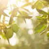 Le nom scientifique de l'Olivier est **Olea europaea**.