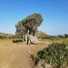 Cet arbre peut **vivre plusieurs siècles**, et certains individus ont atteint plus de **2 000 ans**.