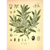 Le **pollen** des fleurs de l'Olivier est **allergisant**, et peut provoquer des allergies saisonnières chez certaines personnes.