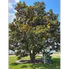 Le **Magnolia grandiflora** est un arbre de taille moyenne à grande, atteignant jusqu'à **30 mètres de hauteur** dans son habitat naturel et environ **25 mètres en culture**.