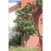 Il forme souvent un **dôme large et irrégulier**, avec un port variant de pyramidal à étalé selon les conditions de croissance.
