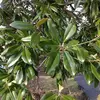 Cet arbre est reconnaissable à son **feuillage persistant**, qui lui permet de conserver ses feuilles toute l'année, contrairement à certaines autres espèces de magnolias à feuilles caduques.