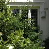 Le magnolia a un **aspect majestueux** et est souvent utilisé comme arbre d'ornement dans les parcs et jardins.