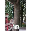 L'**écorce** du **Magnolia grandiflora** est **grise** et relativement lisse chez les jeunes arbres.