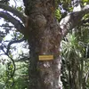 Avec l'âge, l'écorce devient plus rugueuse et forme des **écailles**, ce qui permet de distinguer les arbres plus âgés des jeunes spécimens.