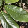 Les **feuilles** du **Magnolia grandiflora** sont **grandes**, mesurant généralement entre **10 et 25 centimètres de long**.