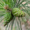 Ils ont des écailles arrondies et mûrissent environ **18 mois après la pollinisation**, de septembre à novembre.