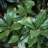 Ces feuilles contiennent des glandes produisant une substance aromatique, contribuant à la réputation du magnolia pour son parfum agréable.