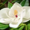 Les périodes de floraison et de fructification varient selon les espèces et les conditions locales.
