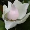Elles sont **odorantes**, avec un parfum doux et agréable, et sont composées de pétales épais et cireux, leur donnant une apparence robuste et résistante.