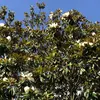 La **floraison** a lieu principalement de **juin à septembre**, mais peut se prolonger jusqu'en novembre dans des conditions climatiques favorables.