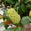 Les **fruits** sont des **polyfollicules ovoïdes**, d'abord verts jaunâtres, puis rougissant à maturité.