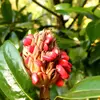 Ils s'ouvrent pour libérer de petites graines dures, recouvertes d'un tégument rouge vif ou orangé, ajoutant une touche de couleur à l'arbre.