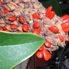 La **fructification** se déroule de **octobre à novembre**, les fruits fournissant une source de nourriture pour divers oiseaux et petits mammifères.