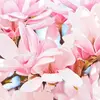 Introduit en Europe au XVIIIe siècle, il est maintenant largement cultivé comme arbre d'ornement pour ses feuilles persistantes et ses grandes fleurs décoratives.