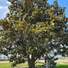 Cet arbre est particulièrement prisé pour sa capacité à rester vert toute l'année et pour ses fleurs spectaculaires et parfumées qui embellissent les jardins et les parcs.
