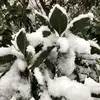 Le magnolia à grandes fleurs ne tolère pas bien les conditions de gel sévère et est mieux adapté aux climats doux et humides.