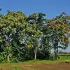 Il présente des **branches sinueuses et très étalées**, ce qui lui confère une silhouette large et expansive.
