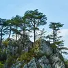 **Pinus nigra**, communément appelé **pin noir**, est un **grand arbre noueux** avec un port érigé, un **feuillage persistant** et des **branches robustes**.