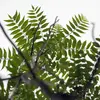 Les feuilles de l'ailante sont **caduques et composées**, mesurant de **30 à 90 centimètres** de long, avec **11 à 41 folioles** disposées par paires sur un **pétiole central rouge**.