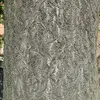 L’**écorce** de **Ailanthus altissima** est **grise** et peut être **lisse** ou **légèrement striée**.