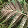 Les **feuilles** de l'ailante sont **alternes et imparipennées (nombre impair de folioles)**, mesurant de **30 à 90 centimètres** de long, composées de **11 à 41 folioles**.