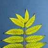 Les **feuilles émettent une odeur désagréable et persistante** lorsqu'elles sont froissées, souvent comparée à celle du tabac ou des noix pourries.