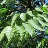 La face supérieure des feuilles est **vert foncé**, tandis que la face inférieure est **plus blanchâtre**.