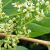 L’**ailante** est souvent **dioïque**, avec des **fleurs mâles et femelles** sur des arbres différents.