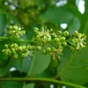 Les **fleurs** sont petites, de couleur vert jaunâtre à rougeâtre, regroupées en grandes panicules pouvant atteindre **50 centimètres** de long.