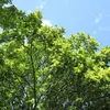 La **fructification** s'étend de **août à février**, et chaque arbre femelle peut produire jusqu'à **300 000 graines**.