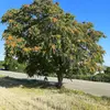 **Ailanthus altissima** est originaire du **nord-est et du centre de la Chine** et de **Taïwan**.