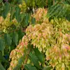 Il a été introduit en Europe et en Amérique du Nord au XVIIIe siècle comme **arbre d'ornement** et pour l'élevage de la chenille **Bombyx de l'ailante** pour la soie.