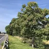 Aujourd'hui, il est présent dans de nombreuses régions au climat tempéré à subtropical à travers le monde, y compris en **Australie, aux États-Unis, en Nouvelle-Zélande** et dans plusieurs pays d'**Europe méridionale et orientale**.
