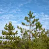 En France, il est couramment planté dans les **parcs et jardins** et est utilisé en **sylviculture**.