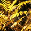Les **feuilles et racines** de l'ailante produisent une substance allélopathique appelée **ailanthone**, qui inhibe la croissance d'autres plantes, renforçant sa réputation d'espèce envahissante.