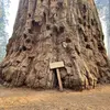 Le **diamètre du tronc** peut atteindre **8 mètres**, ce qui en fait l'un des arbres les plus massifs sur Terre.