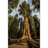 Le spécimen le plus célèbre, le « General Sherman », a une **circonférence de 30 mètres** et une hauteur de **83 mètres**.